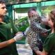 Illustration for article titled ZOMG BABY OCELOT AND BABY LEOPARD!!!